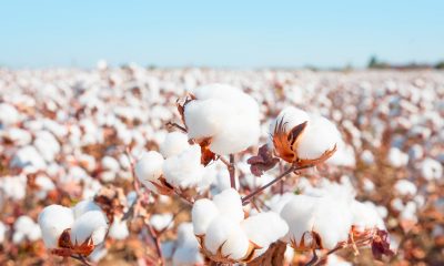 cotton prices today
