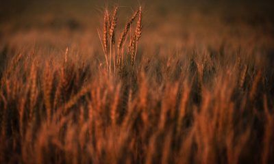 wheat prices current