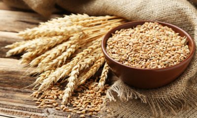 current wheat price