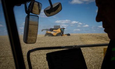 current wheat prices