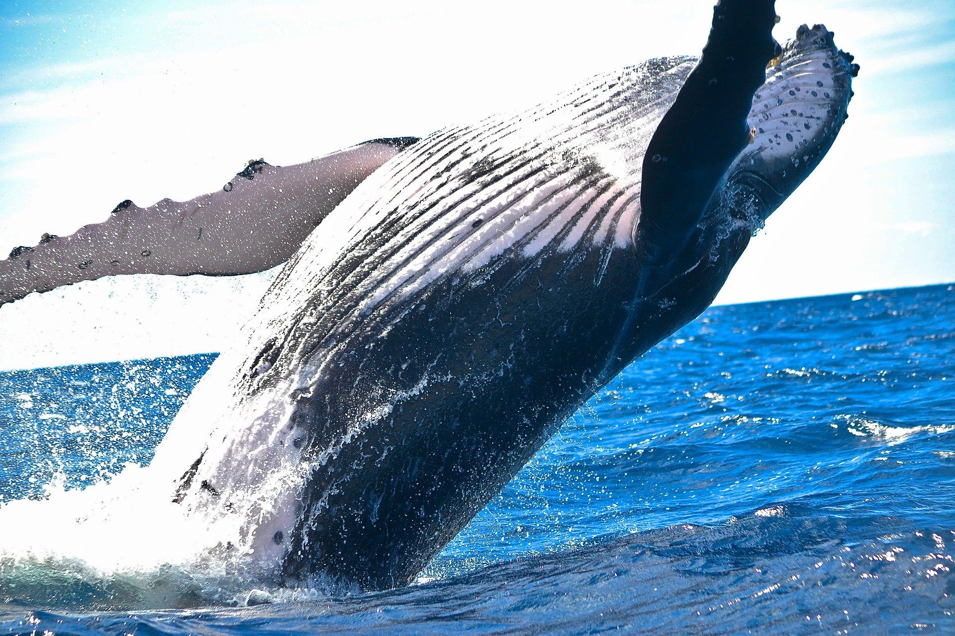 altcoins interest whales