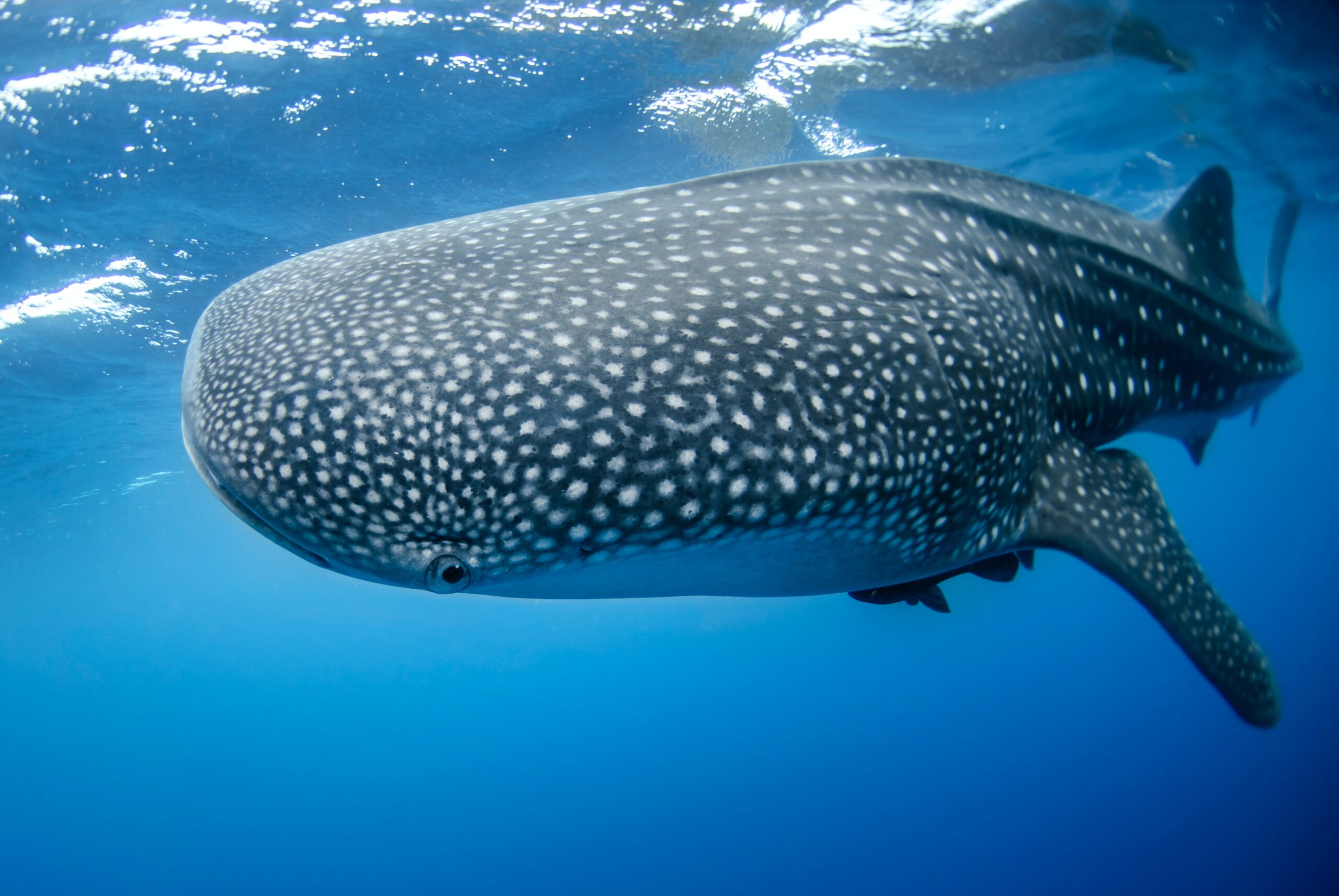Whales are accumulating stablecoins