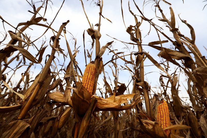As climate shifts, a leafhopper bug plagues Argentina’s corn
fields