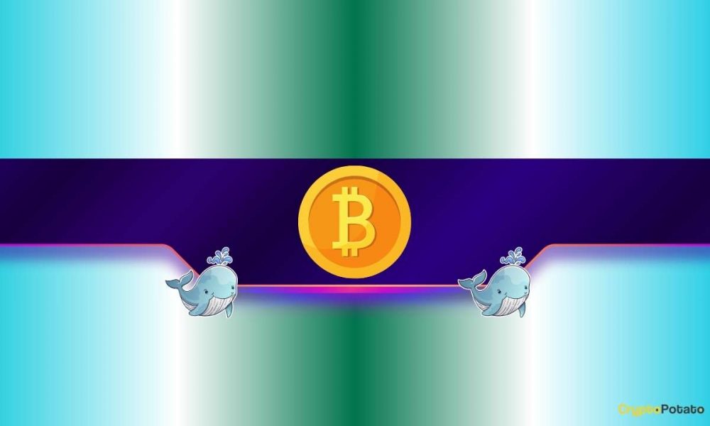 Bitcoin Whales Scoop 248K BTC This Month as Bulls Eye
$200K